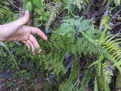 Odontosoria aculeata