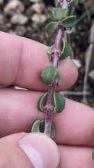 Ceanothus pauciflorus