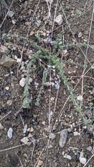 Ceanothus pauciflorus