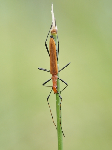 Psilomorpha