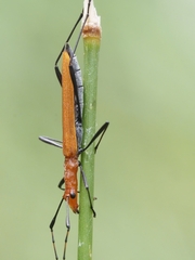 Psilomorpha tenuipes