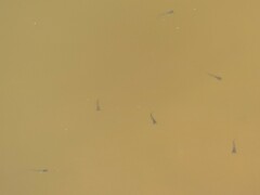 Actinopterygii