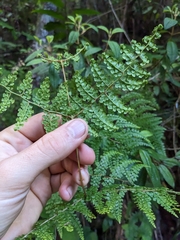 Odontosoria aculeata