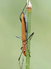 Psilomorpha tenuipes