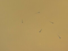 Actinopterygii
