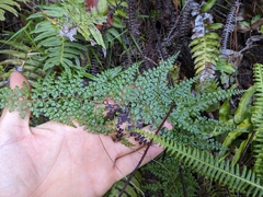 Odontosoria aculeata