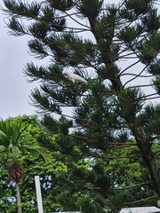 Cacatua sulphurea
