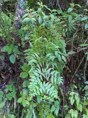 Odontosoria aculeata