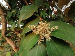 Miconia argentea