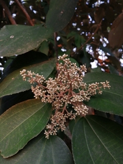 Miconia argentea
