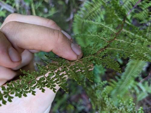 Image of Odontosoria aculeata by (c) Zac Peterson, some rights reserved (CC BY)