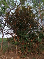 Miconia argentea