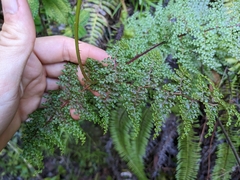 Odontosoria aculeata