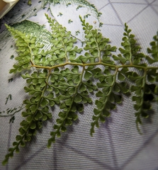 Odontosoria aculeata