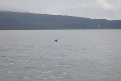 Poliocephalus rufopectus