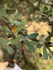 Olearia odorata