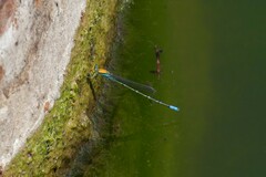 Pseudagrion aureofrons