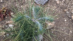 Pinus coulteri