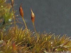 Dicranella heteromalla