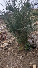 Pinus coulteri
