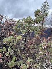 Arctostaphylos nissenana