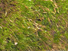 Dicranella heteromalla