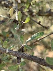 Olearia odorata