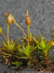 Physcomitrium pyriforme