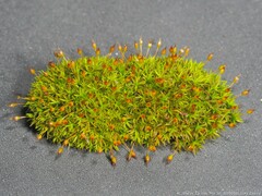 Physcomitrium pyriforme