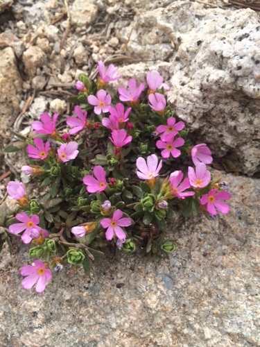 Idaho dwarf-primrose (Androsace idahoensis)