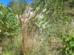 Andropogon bicornis