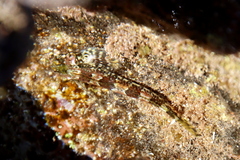 Lepidoblennius haplodactylus