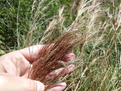 Andropogon bicornis