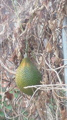 Momordica cochinchinensis