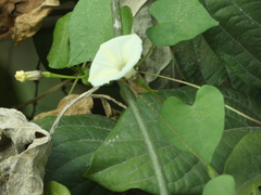 Ipomoea obscura