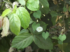 Ipomoea obscura