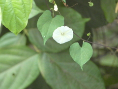Ipomoea obscura