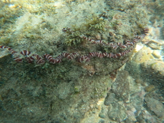 Baseodiscus mexicanus