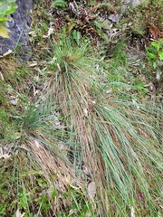 Poa xenica