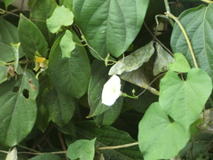 Ipomoea obscura