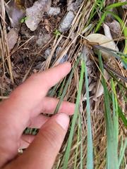 Poa xenica