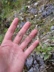 Poa xenica