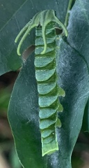 Polyura hebe