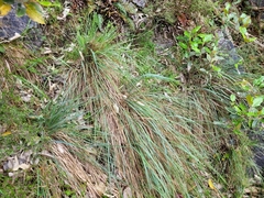 Poa xenica