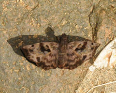Ebrietas anacreon