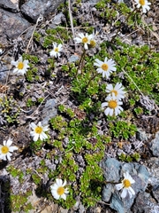 Celmisia bellidioides