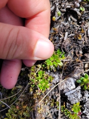 Celmisia bellidioides