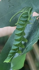 Polyura hebe