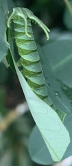 Polyura hebe