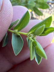Euphorbia mesembryanthemifolia